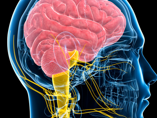 How to Reset the Vagus Nerve: The Steps You Need to Take