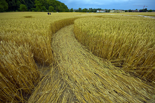 Crop Circles, Still a Mystery to this Day