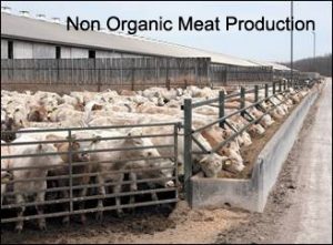 nonorganicmeat