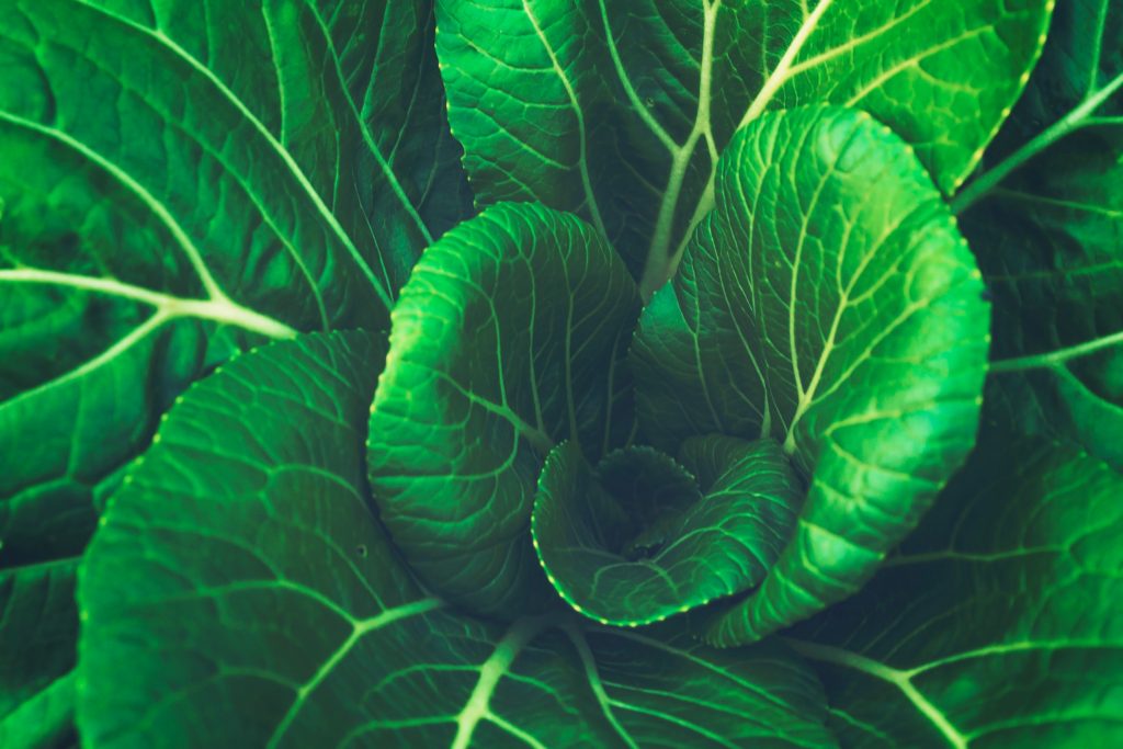 Green Lettuce leaves close up Monatomic Orme